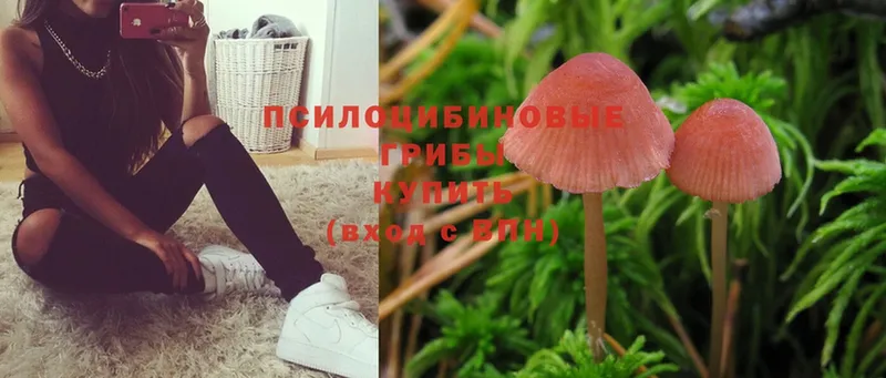 Псилоцибиновые грибы Psilocybe  Мензелинск 